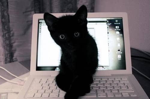 Потерялся чёрный котёнок