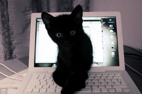 Потерялся чёрный котёнок